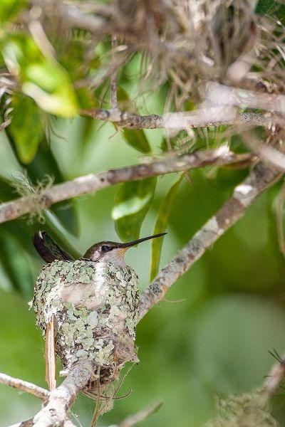 Ruby-throated hummingbird on nest-Florida